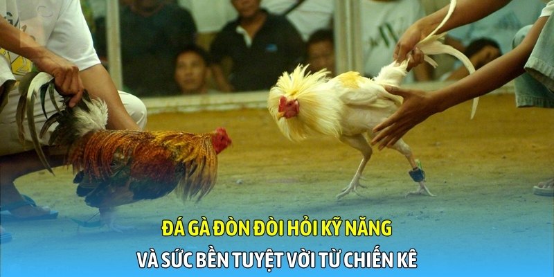 Đá gà đòn đòi hỏi kỹ năng và sức bền tuyệt vời từ chiến kê