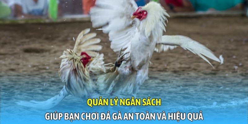 Quản lý ngân sách giúp bạn chơi đá gà an toàn và hiệu quả